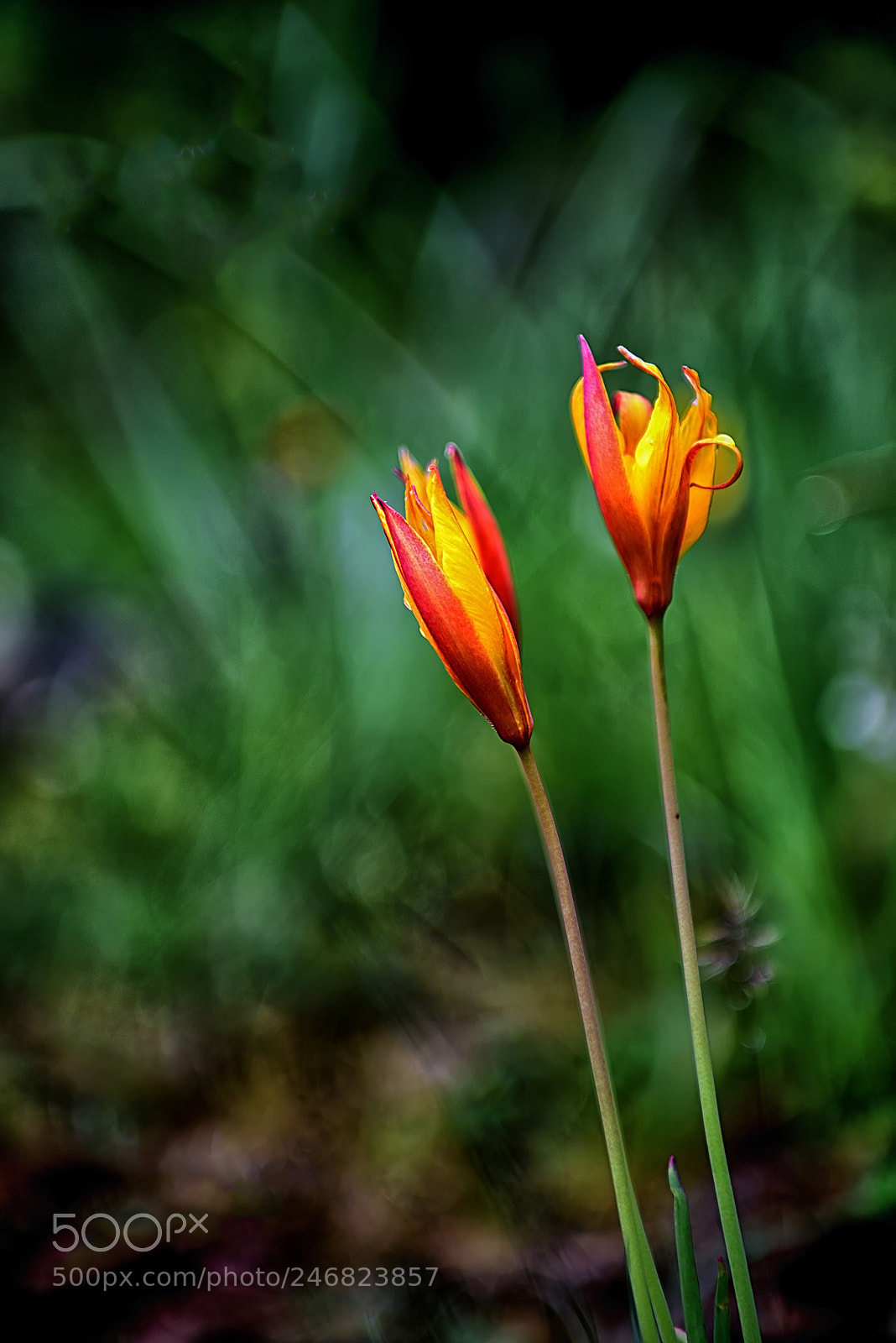 Nikon D810 sample photo. Bye photography