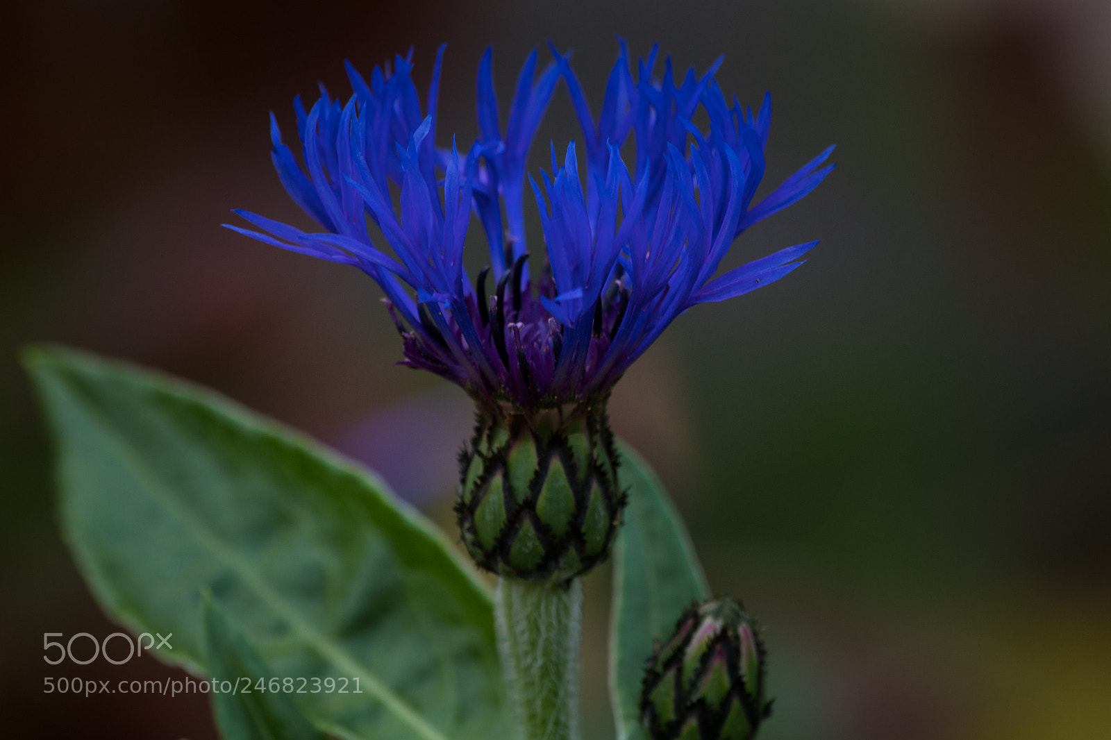 Canon EOS 1300D (EOS Rebel T6 / EOS Kiss X80) sample photo. Blue flower photography