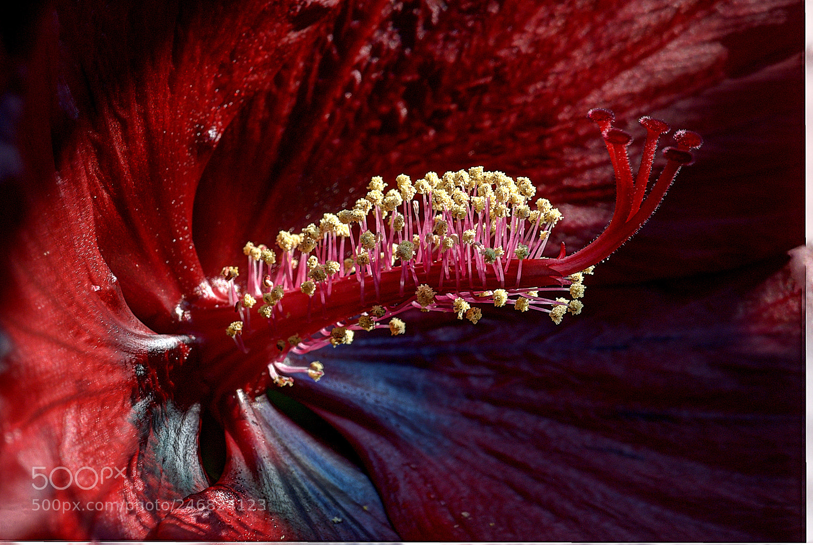 Nikon D200 sample photo. Pistil photography
