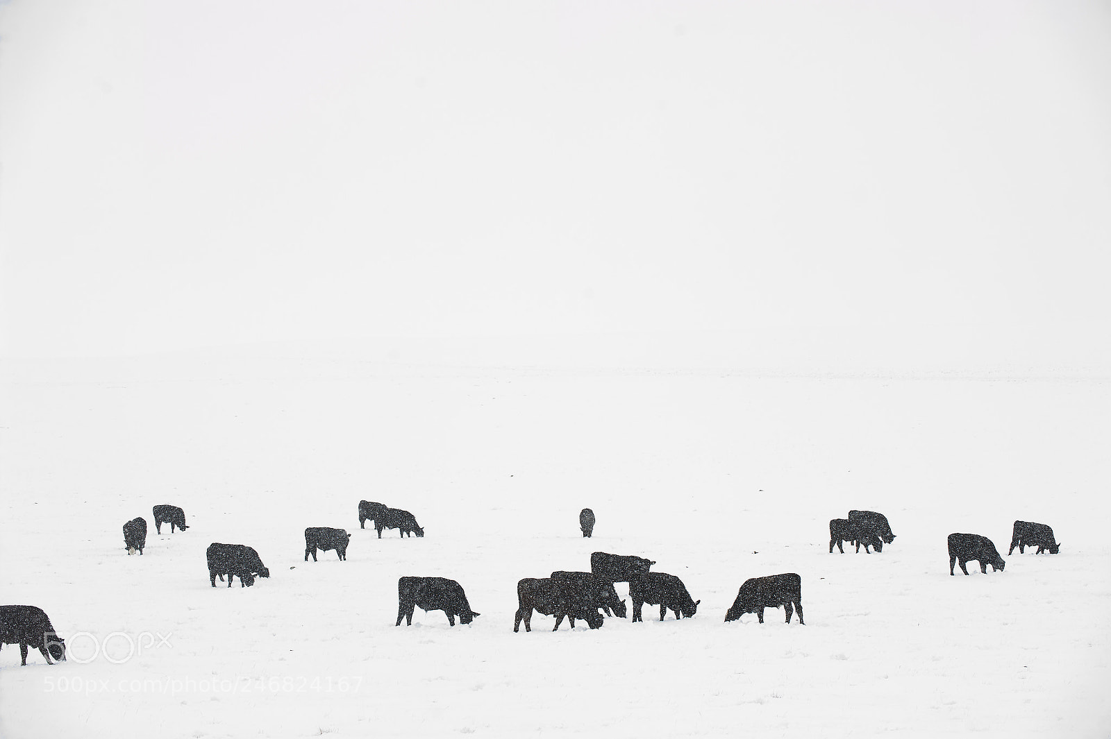 Nikon D700 sample photo. Whiteout photography