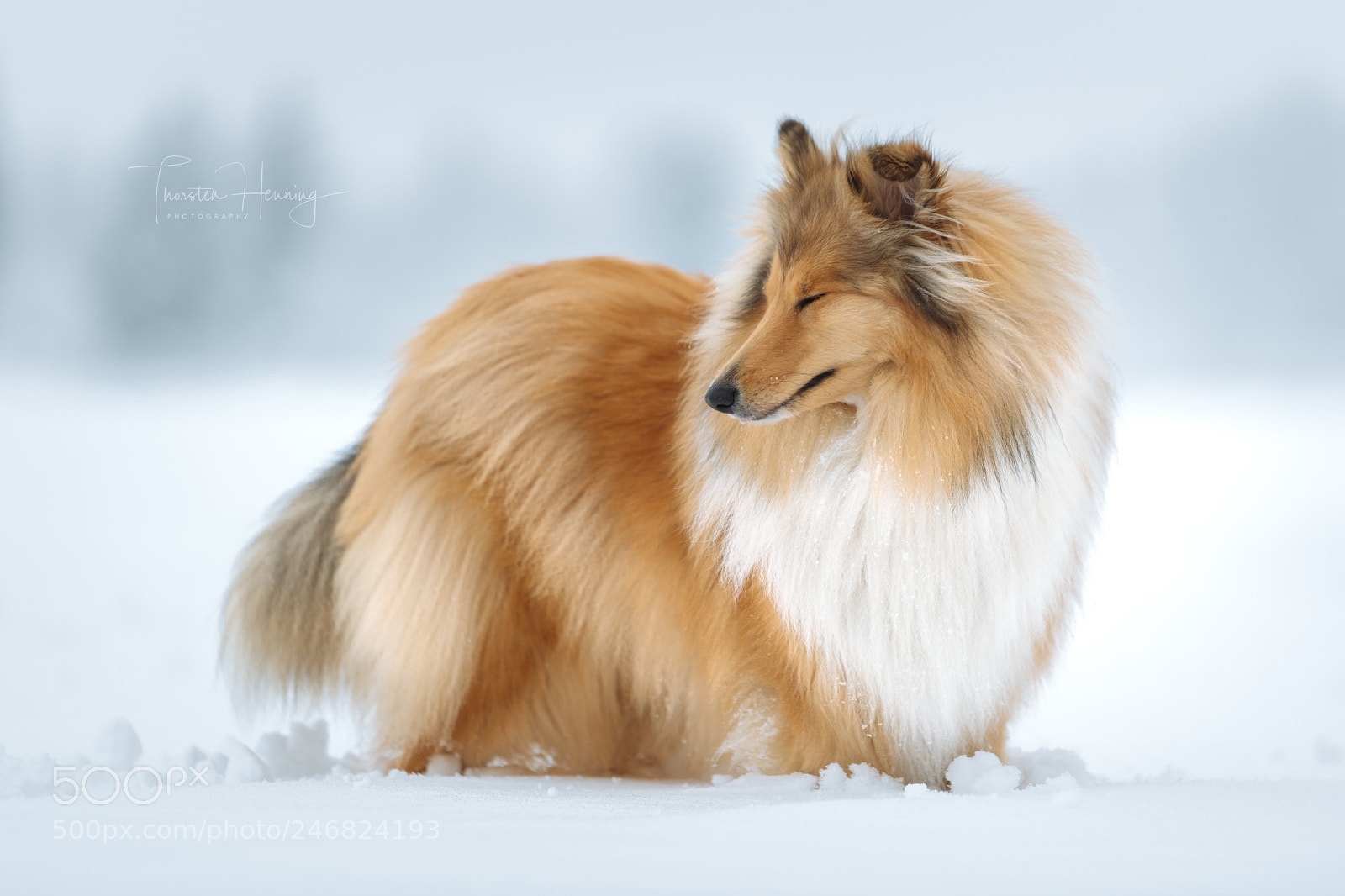 Nikon D850 sample photo. Winter coat photography
