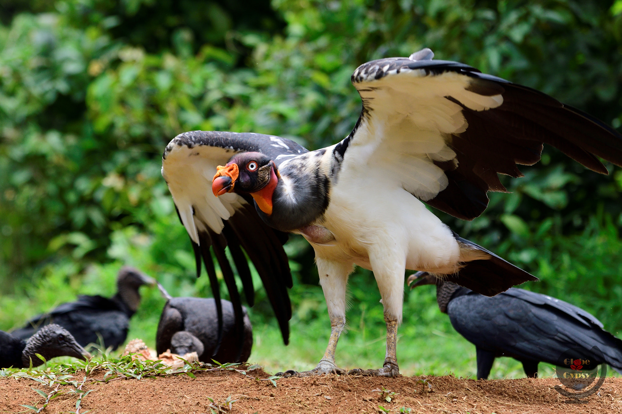 Nikon D500 sample photo. King vulture photography