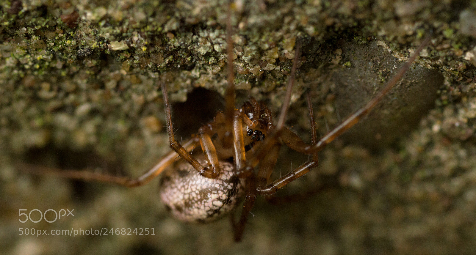 Nikon D3200 sample photo. Spider macro photography