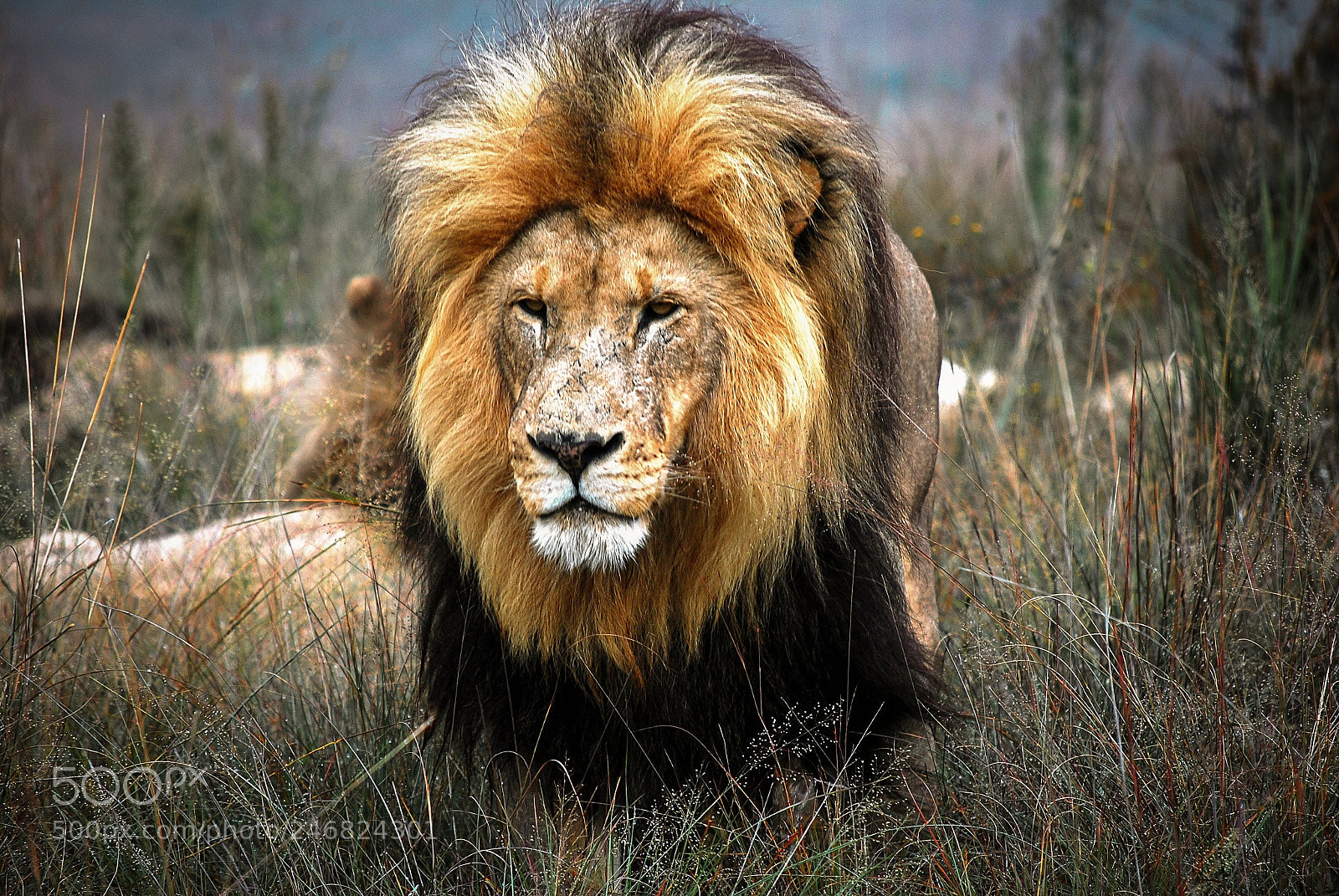 Nikon D60 sample photo. Lion photography