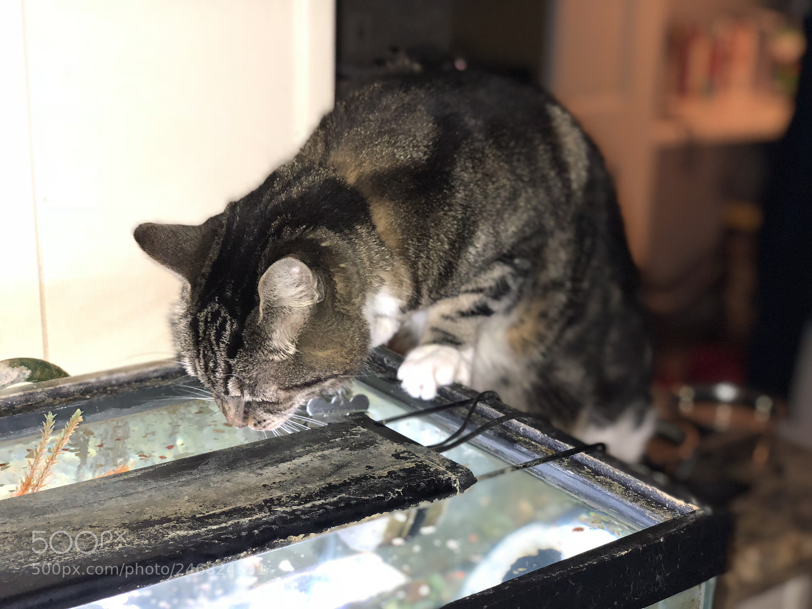 Apple iPhone X sample photo. Cassidy photography