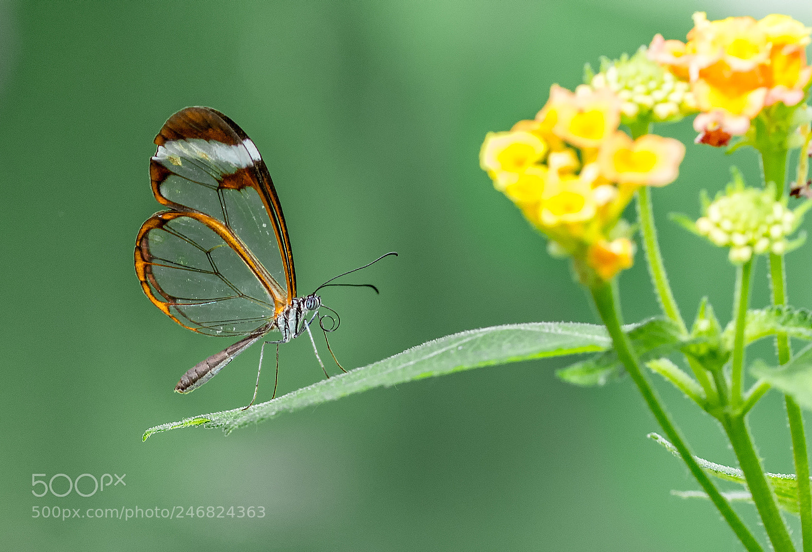 Nikon D7100 sample photo. Mariposa de cristal photography