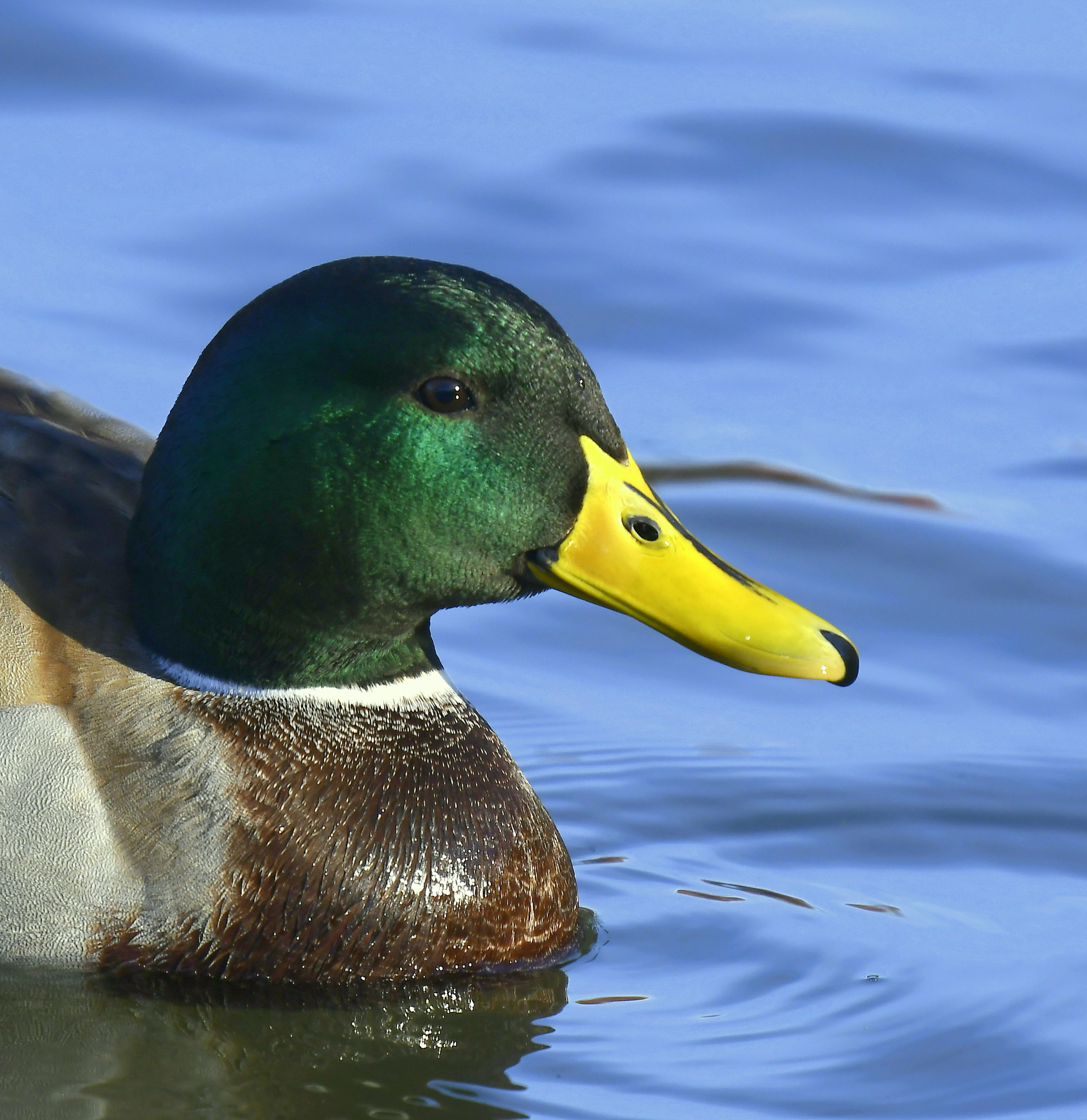 Nikon D500 + Nikon Nikkor AF-S 300mm F4E PF ED VR sample photo. Duck-boy... photography