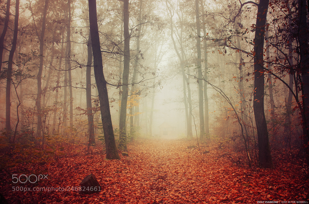 Nikon D5100 sample photo. Lost in the woods photography