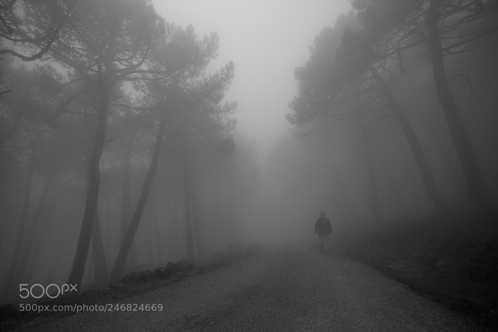 Nikon D610 sample photo. Entre la niebla photography
