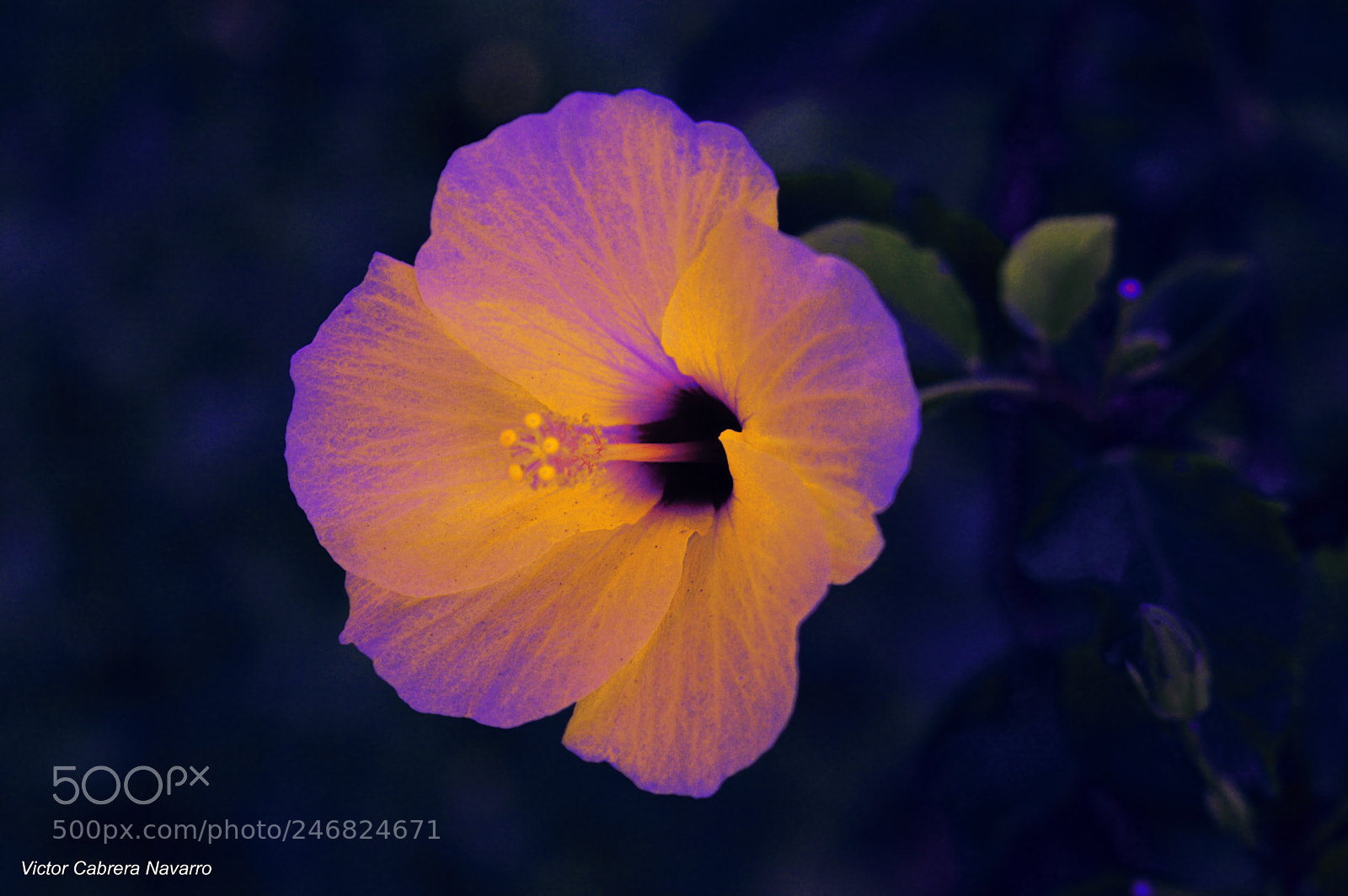 Nikon D3200 sample photo. Cyp photography