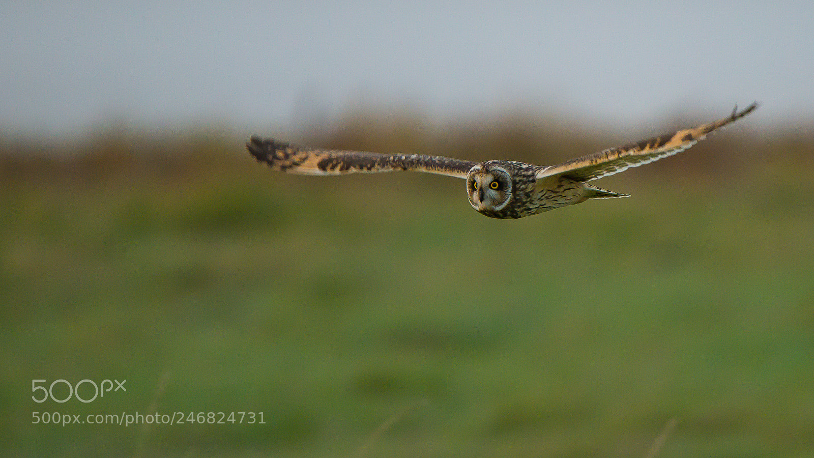 Nikon D610 sample photo. Short eared owl photography