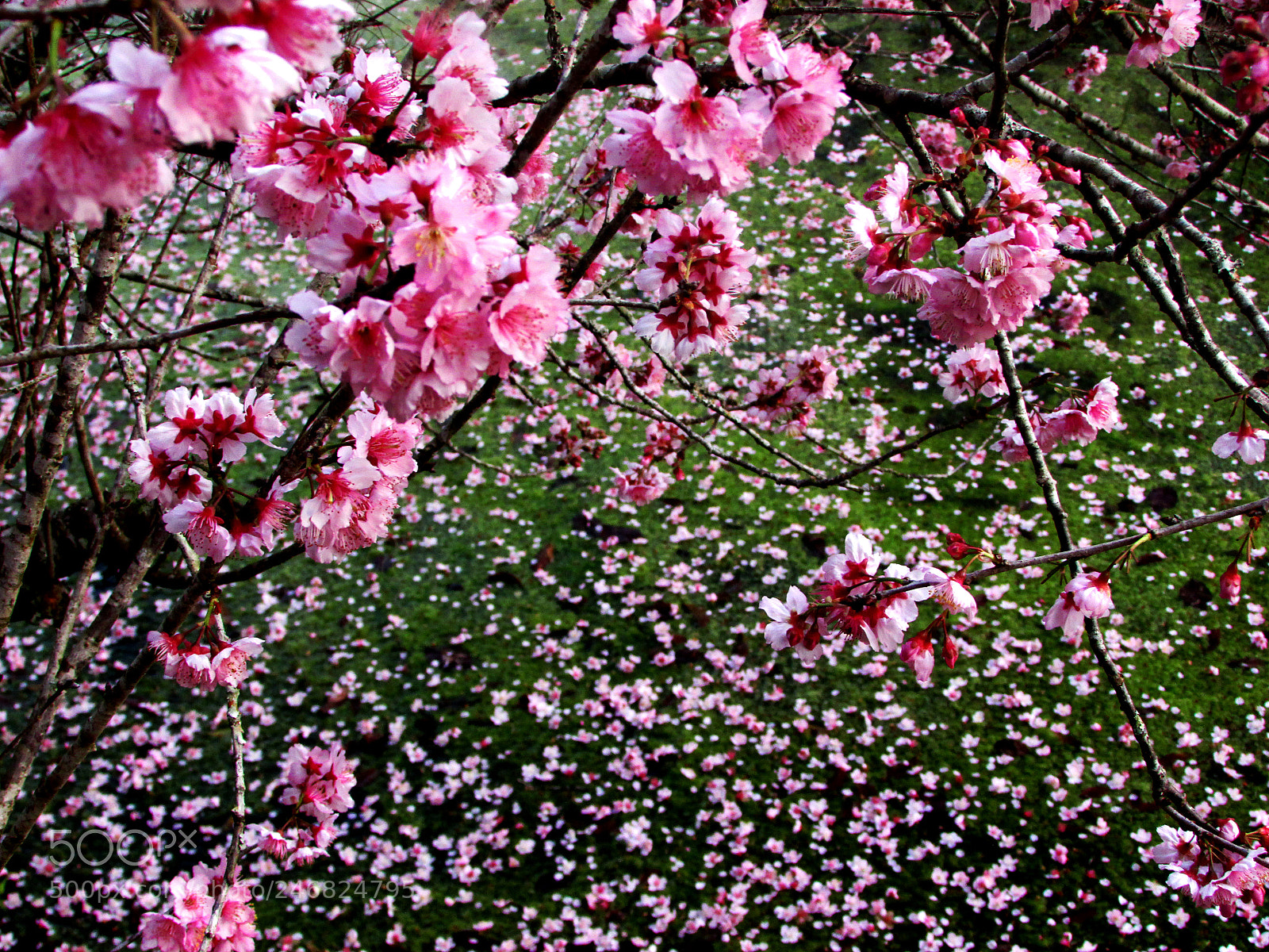 Canon PowerShot SX500 IS sample photo. Cerejeira photography