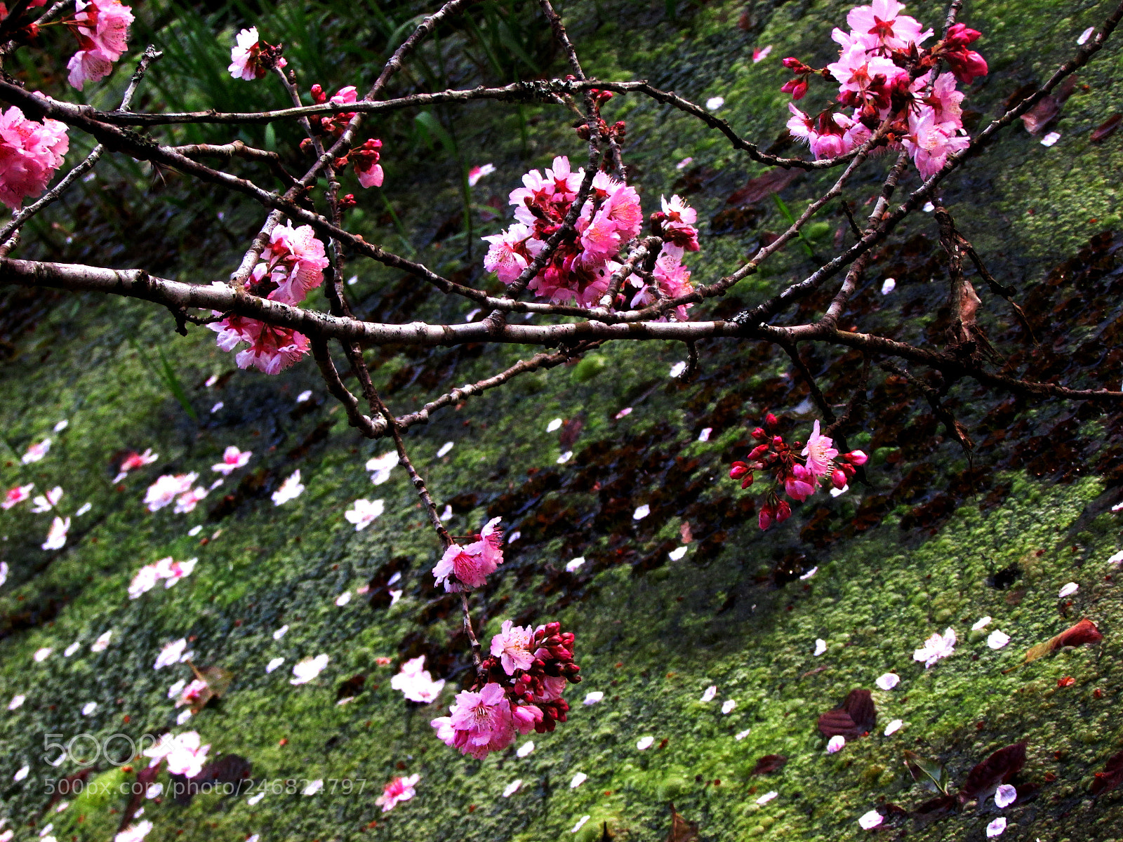 Canon PowerShot SX500 IS sample photo. Cerejeira photography