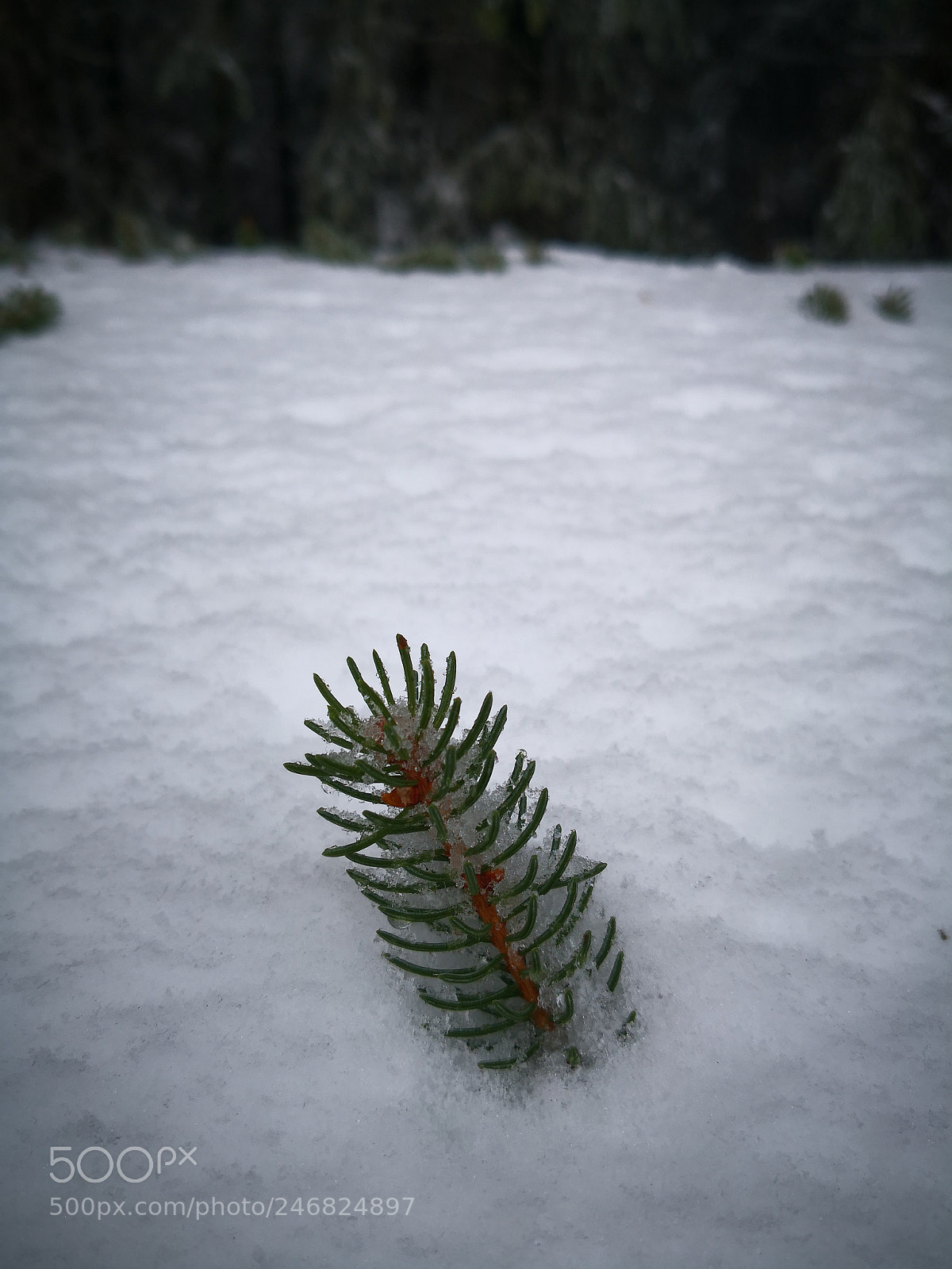 HUAWEI Mate 10 Pro sample photo. Tiny fir photography