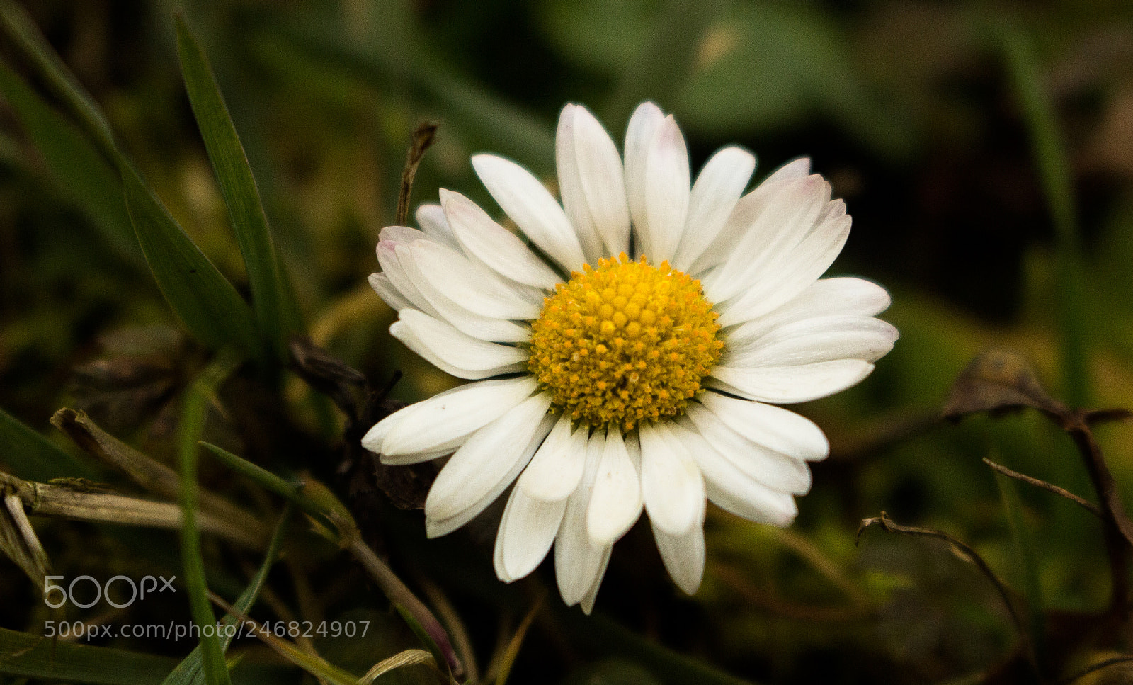 Canon EOS 100D (EOS Rebel SL1 / EOS Kiss X7) sample photo. First daisy photography