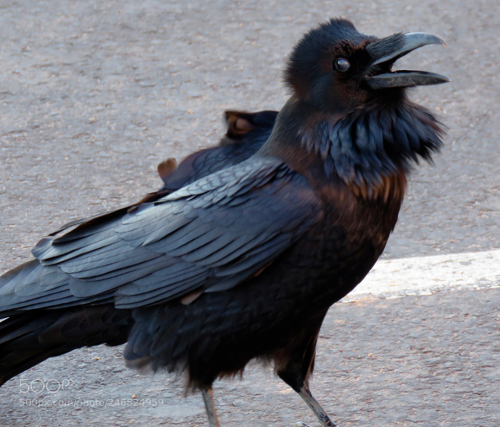 Canon PowerShot SX60 HS sample photo. Nevermore! photography