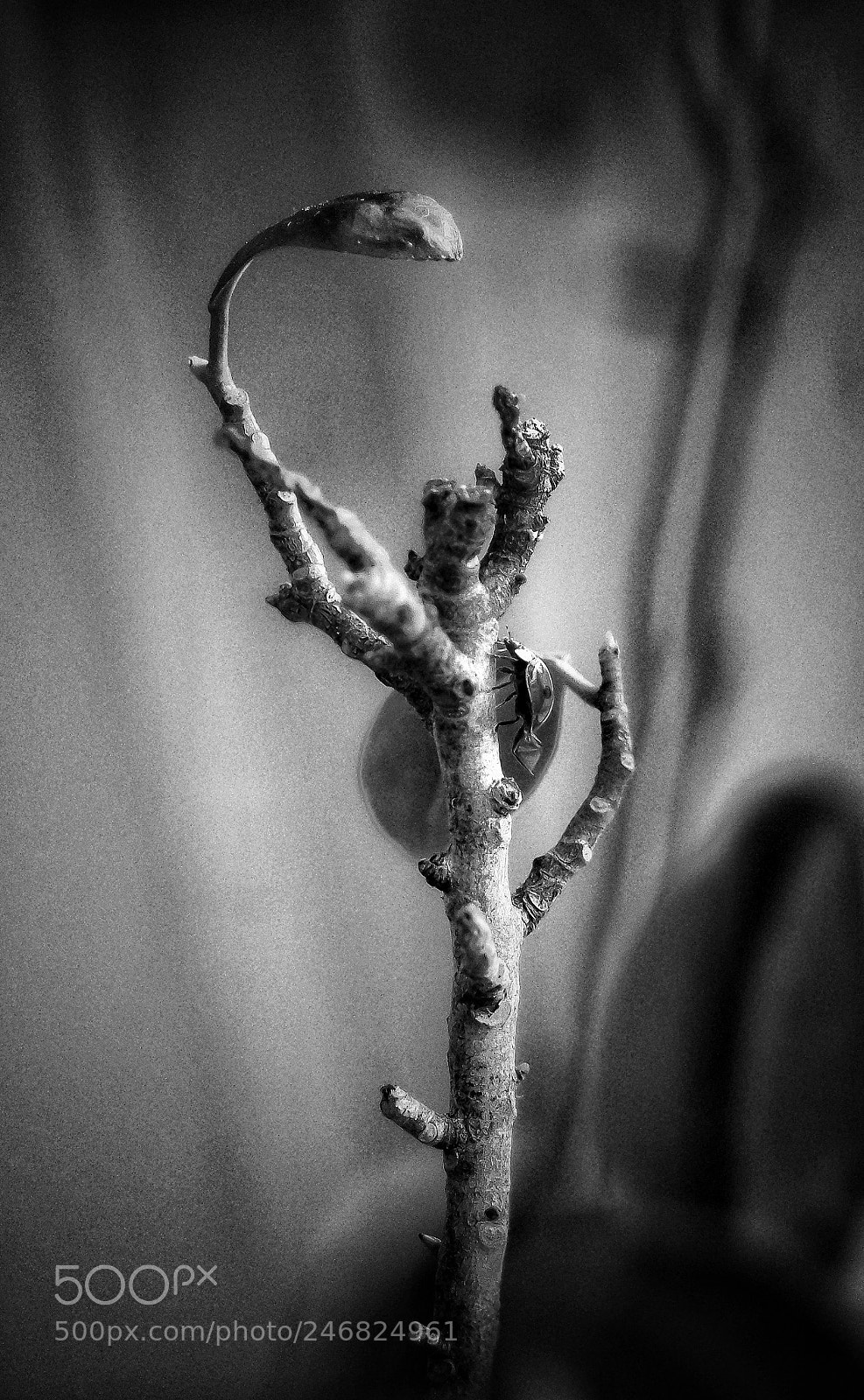 Samsung NX3000 sample photo. Dame vogel photography