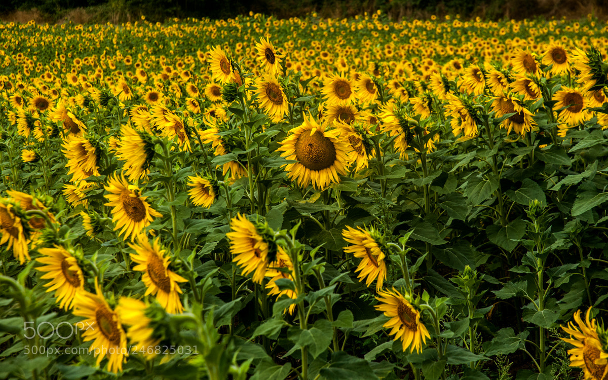 Nikon D90 sample photo. Sunflowers photography