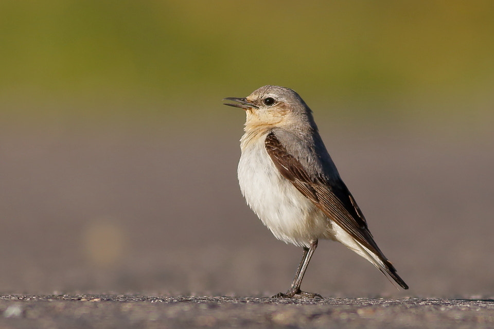 Canon EOS 70D + Canon EF 400mm F5.6L USM sample photo. Northern wheatear early morning photography