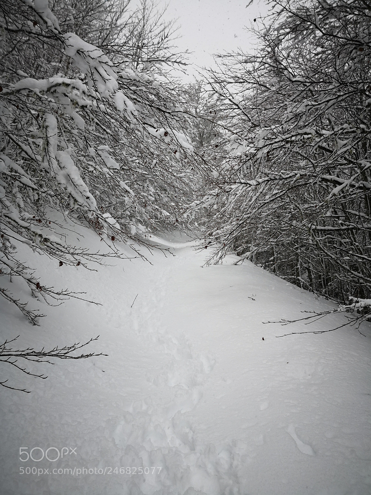 HUAWEI Mate 10 Pro sample photo. Snow forest photography