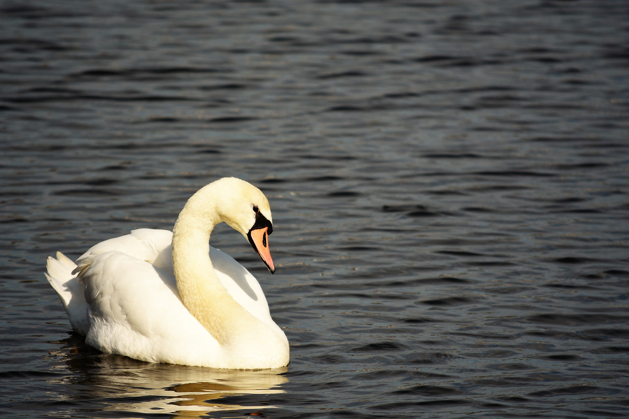 Nikon D7200 sample photo