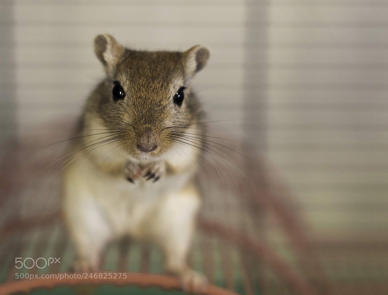 Nikon D3200 sample photo. Rolo 2 photography