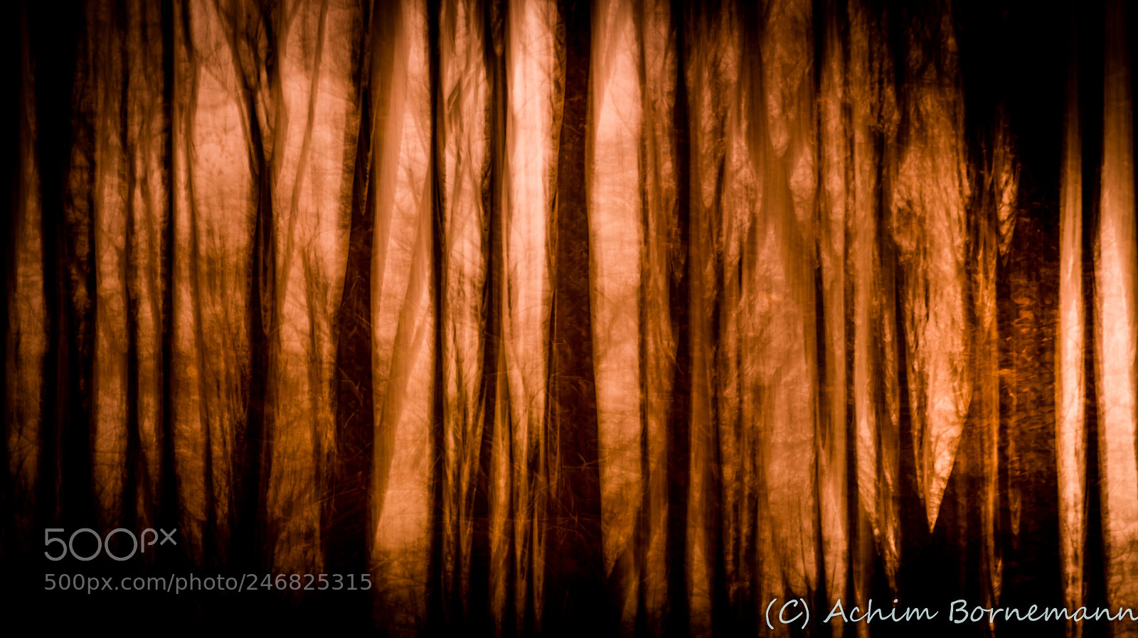 Sony SLT-A58 sample photo. A forest ii photography
