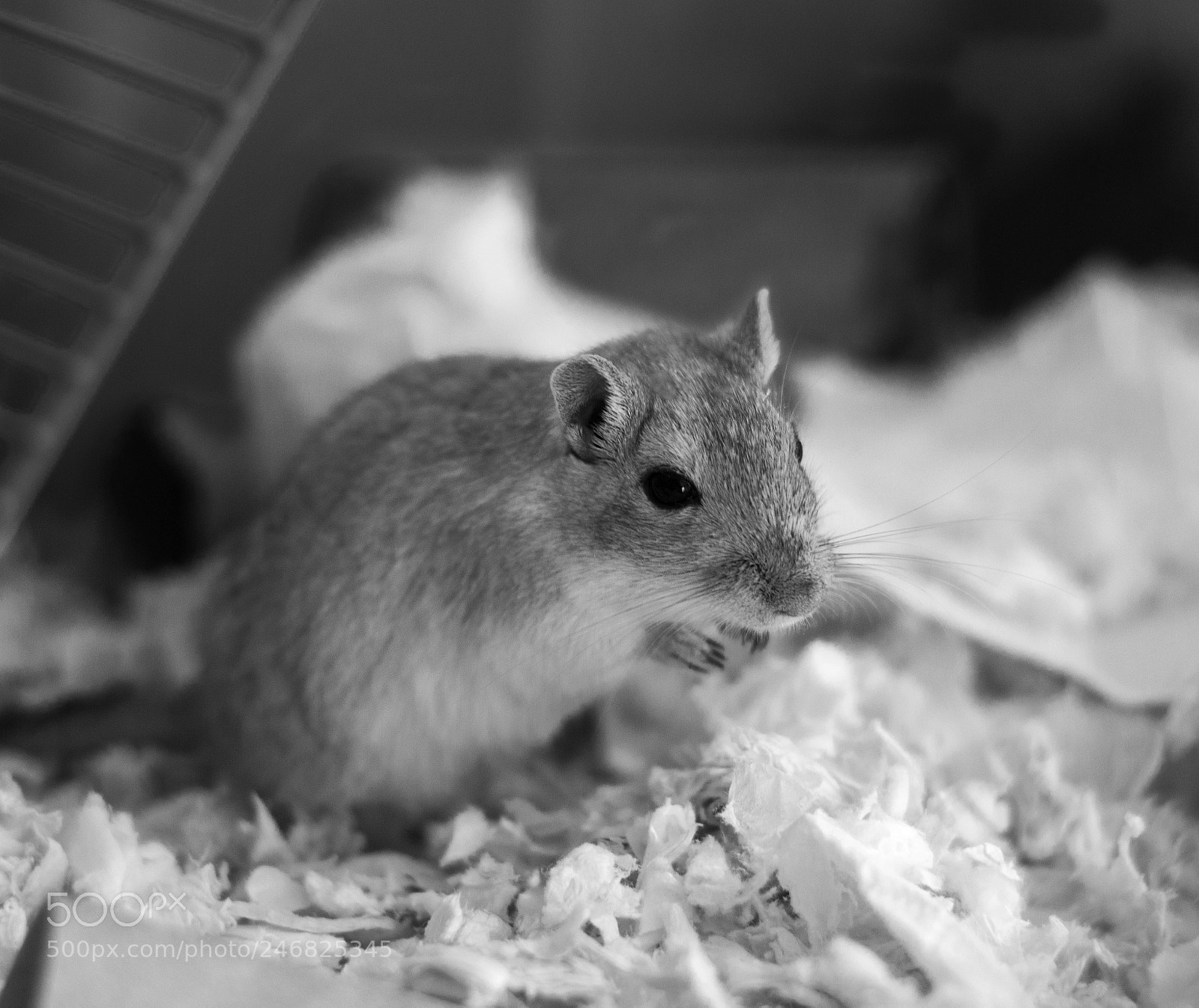 Nikon D3200 sample photo. Twix photography