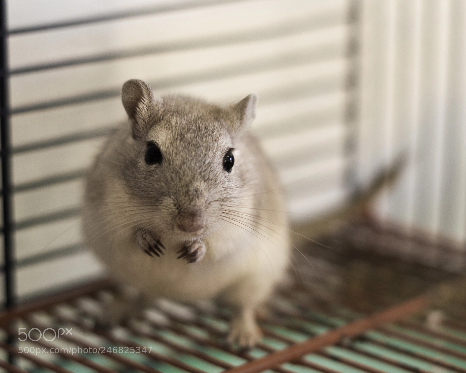 Nikon D3200 sample photo. Twix photography