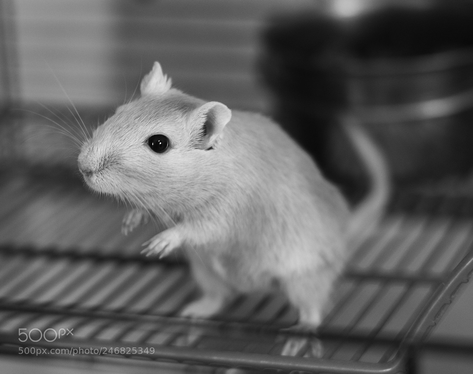 Nikon D3200 sample photo. Dime photography