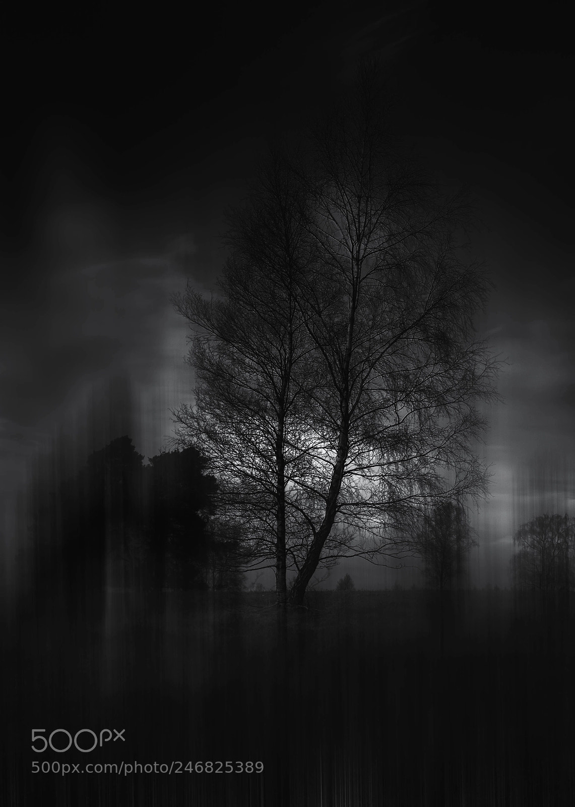 Sony a7 II sample photo. Tree photography