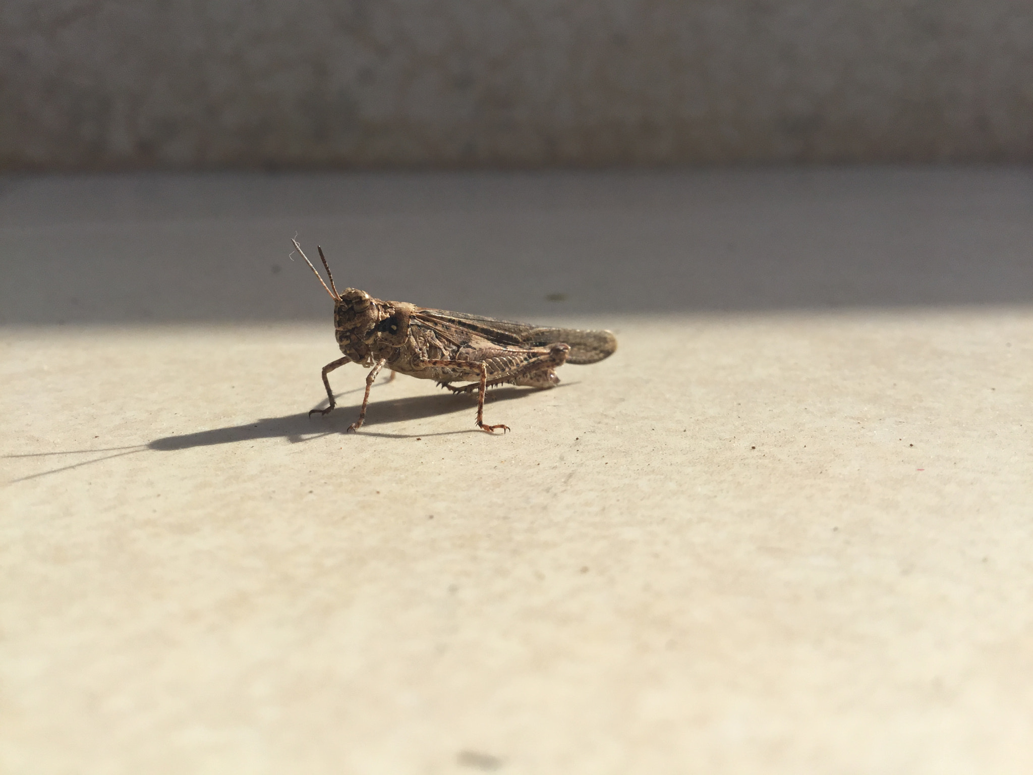 Apple iPad (5th generation) sample photo