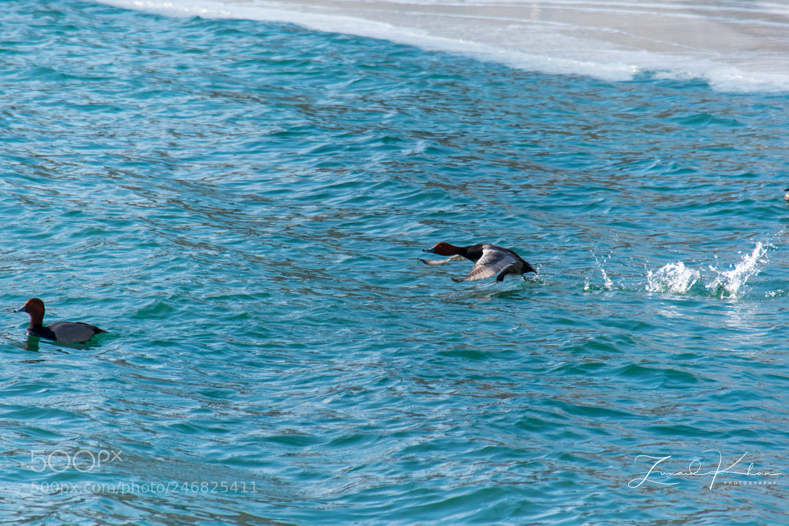 Nikon D3400 sample photo. Goldeneye duck taking flight photography
