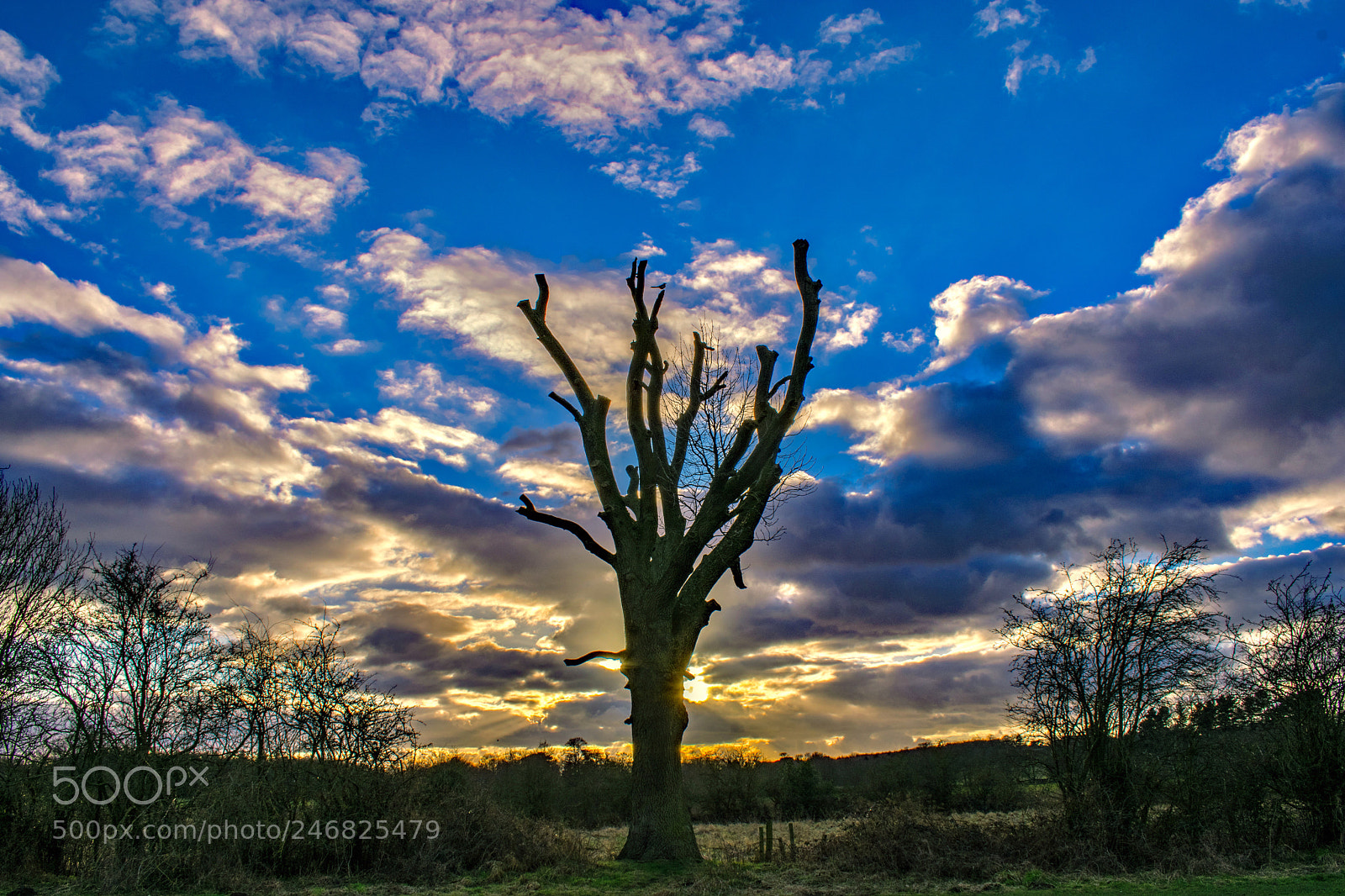 Nikon D3400 sample photo. Tree sunset photography