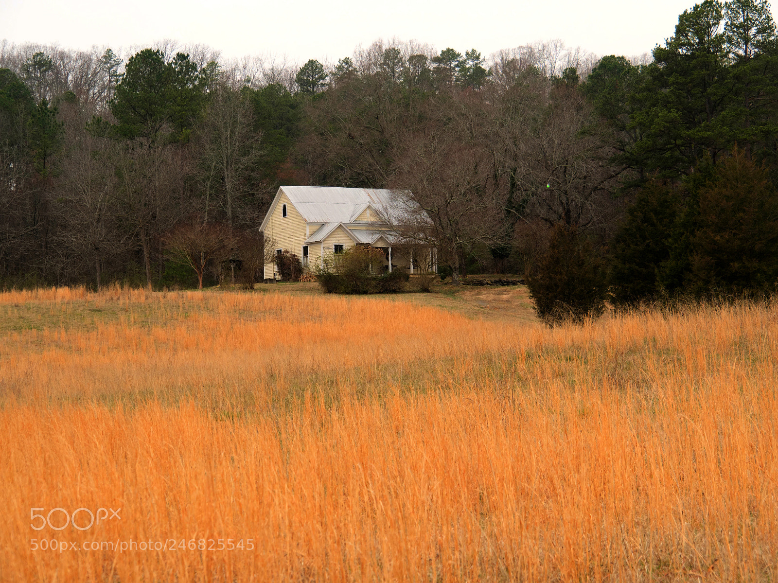 Panasonic Lumix DMC-G85 (Lumix DMC-G80) sample photo. Golden field photography