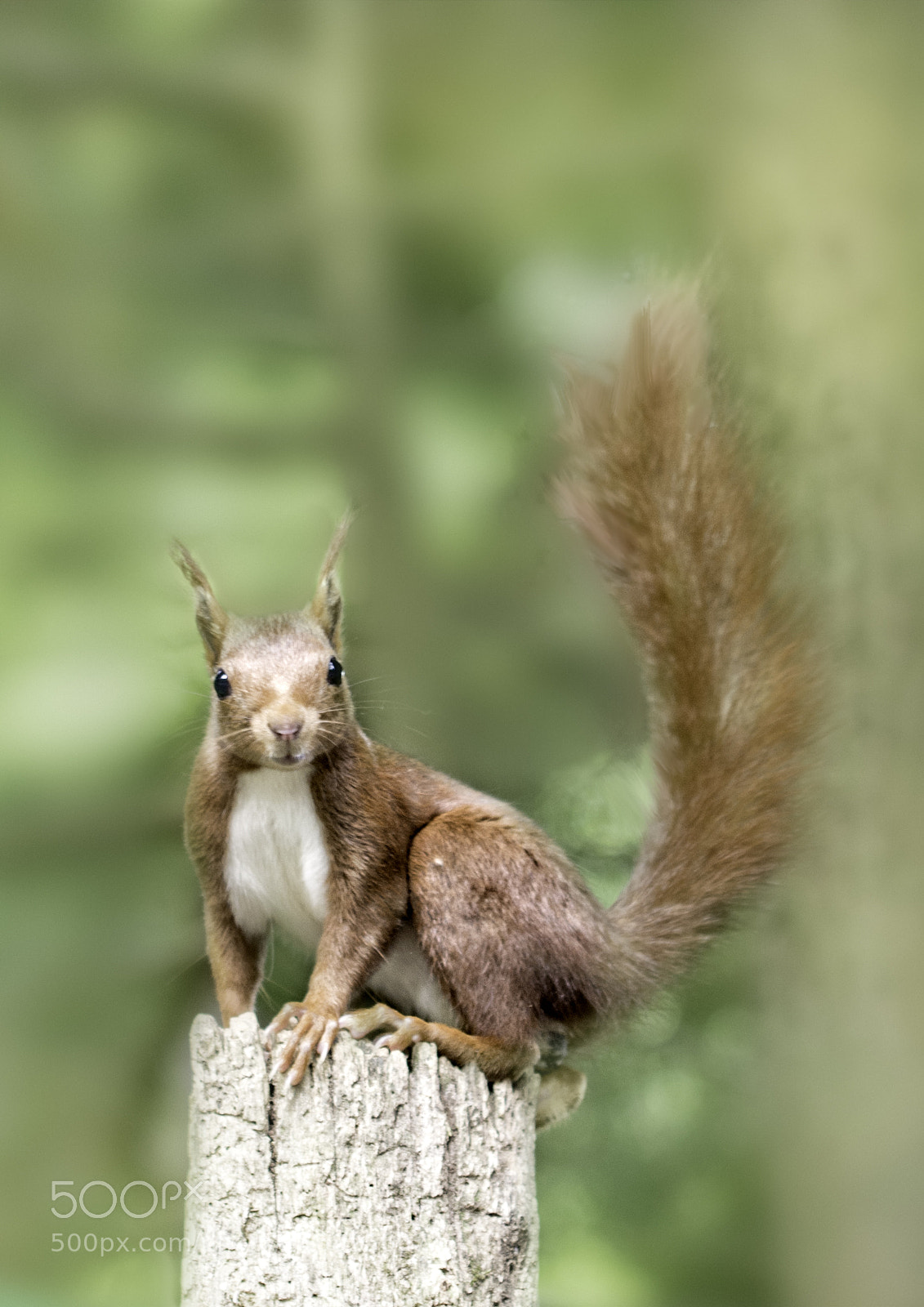 Nikon D7100 sample photo. Chipmunk photography