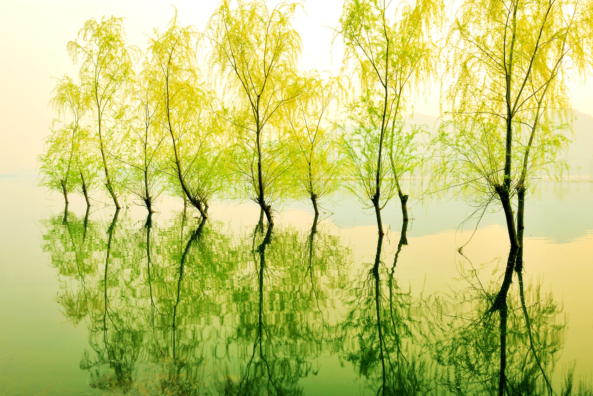Nikon D700 sample photo. Willows of early spring photography