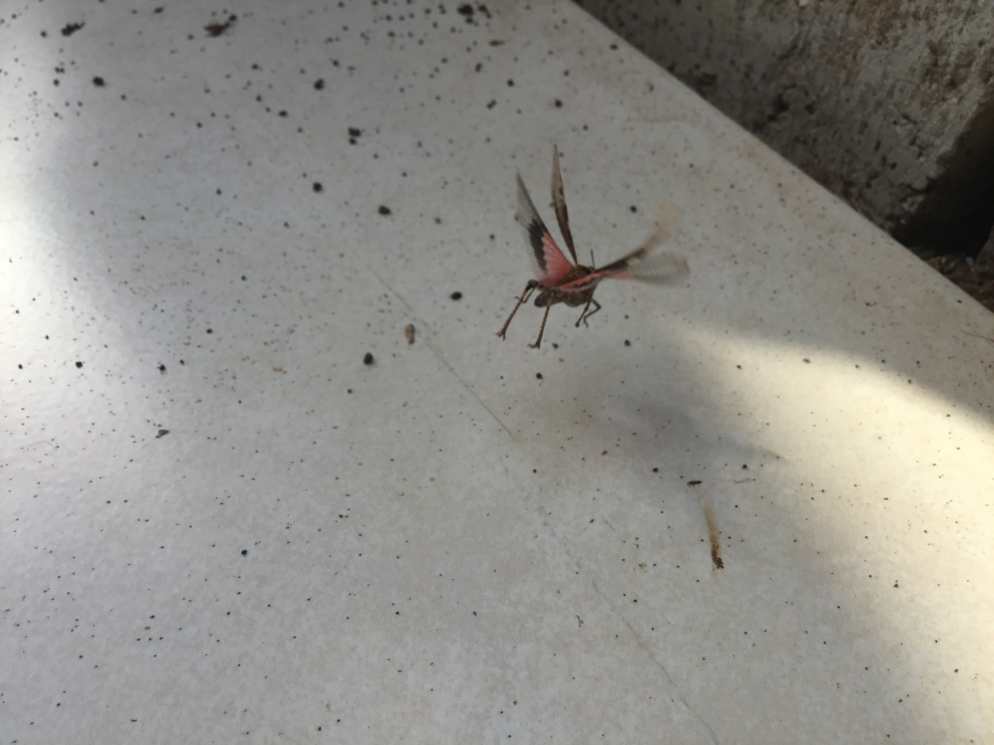 Apple iPad (5th generation) sample photo