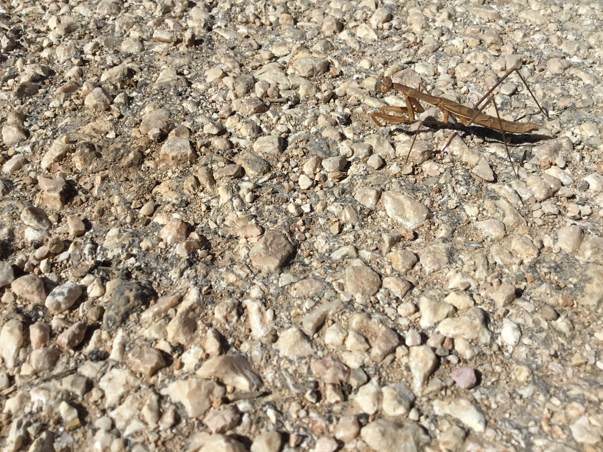 Apple iPad (5th generation) sample photo