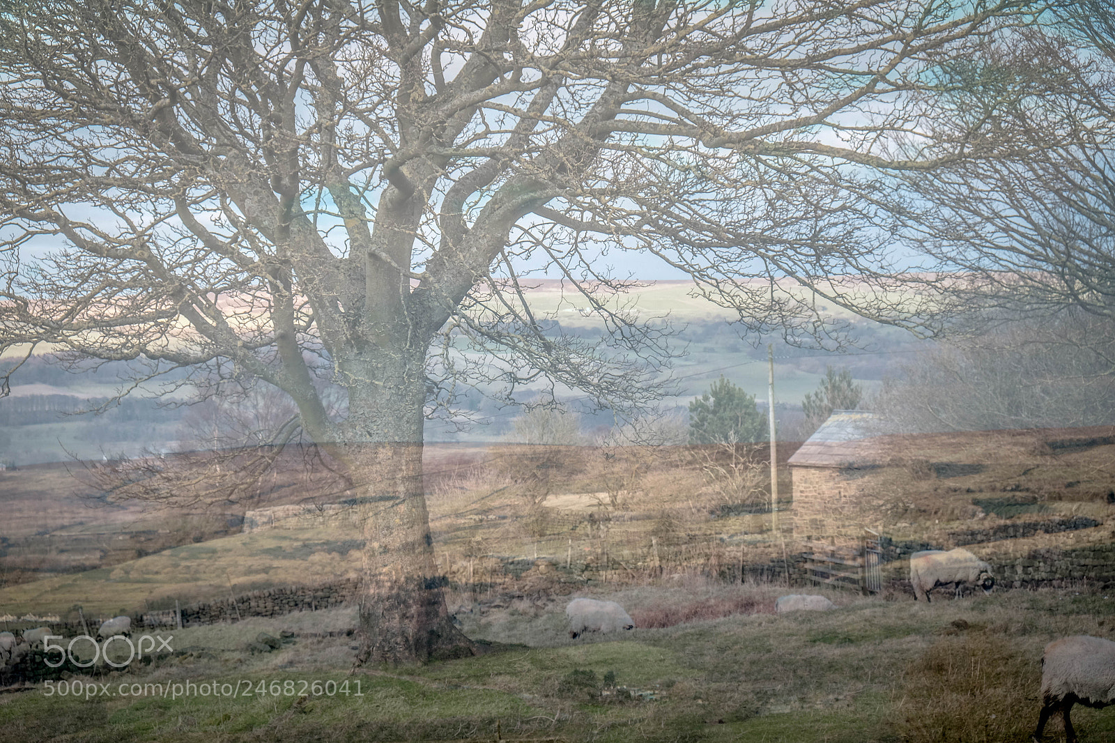 Fujifilm X-E2 sample photo. Translucency photography