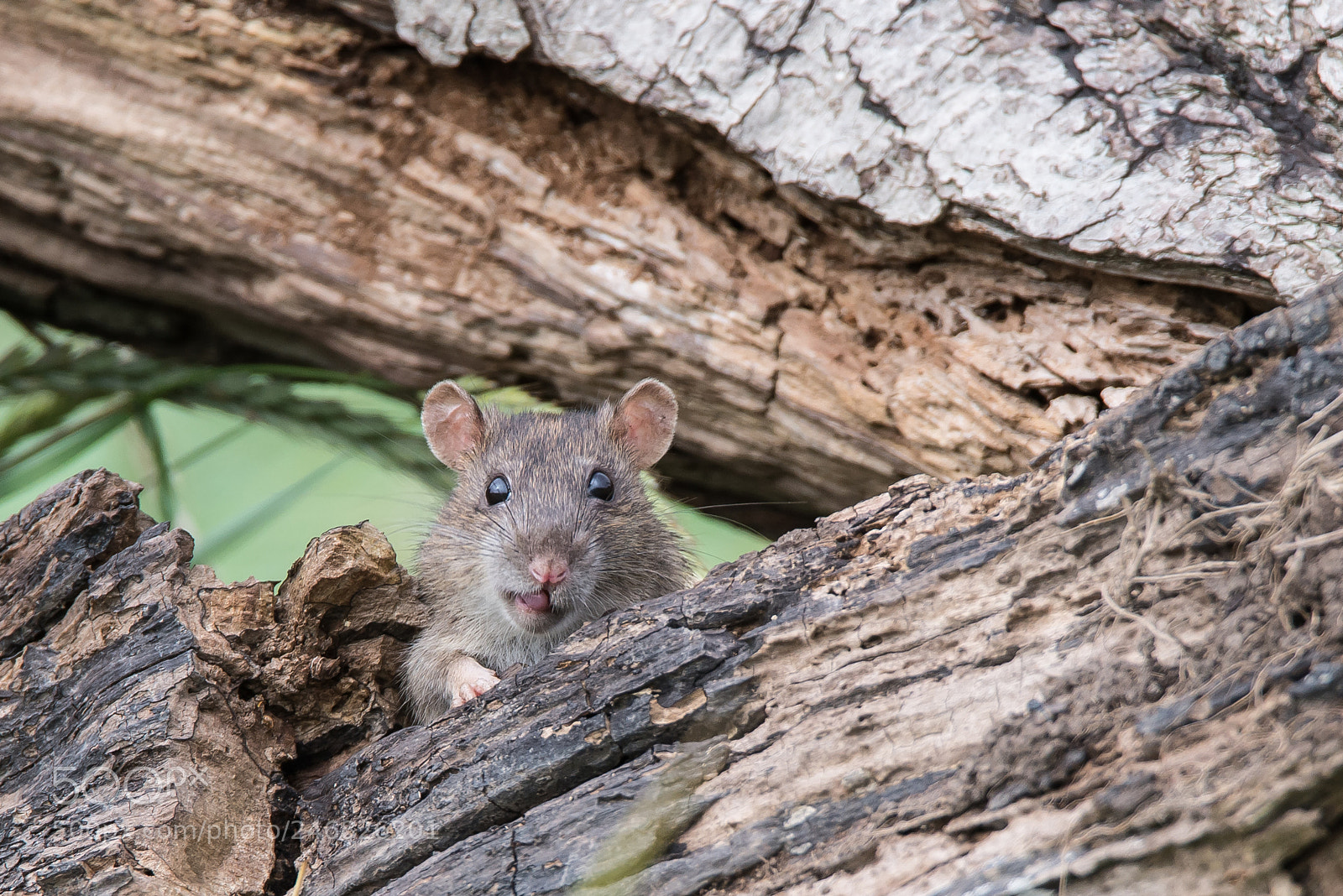 Nikon D610 sample photo. Brown rat photography