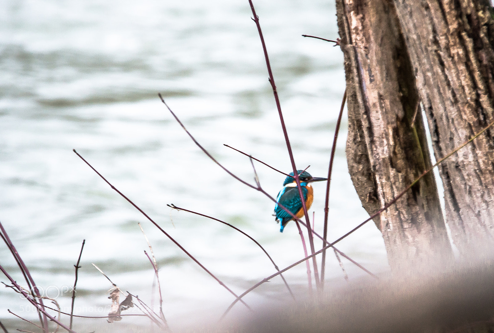 Nikon D610 sample photo. Kingfisher (von ) photography