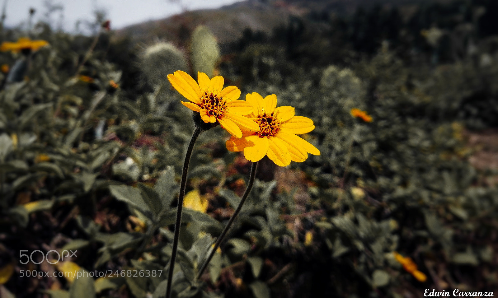 HUAWEI P8 Lite sample photo. Flower photography
