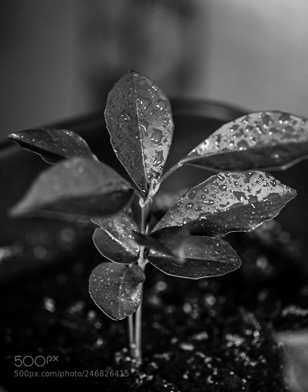 Nikon D810 sample photo. Untitled photography