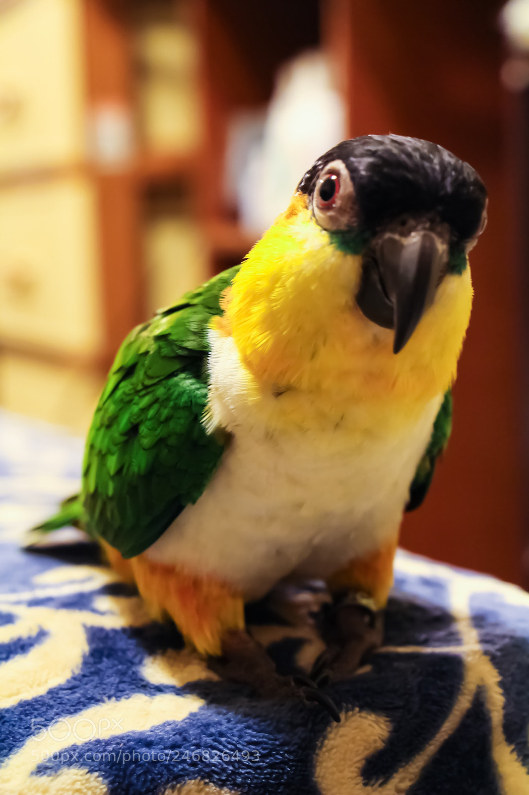 Canon EOS 700D (EOS Rebel T5i / EOS Kiss X7i) sample photo. Handsome birdy photography