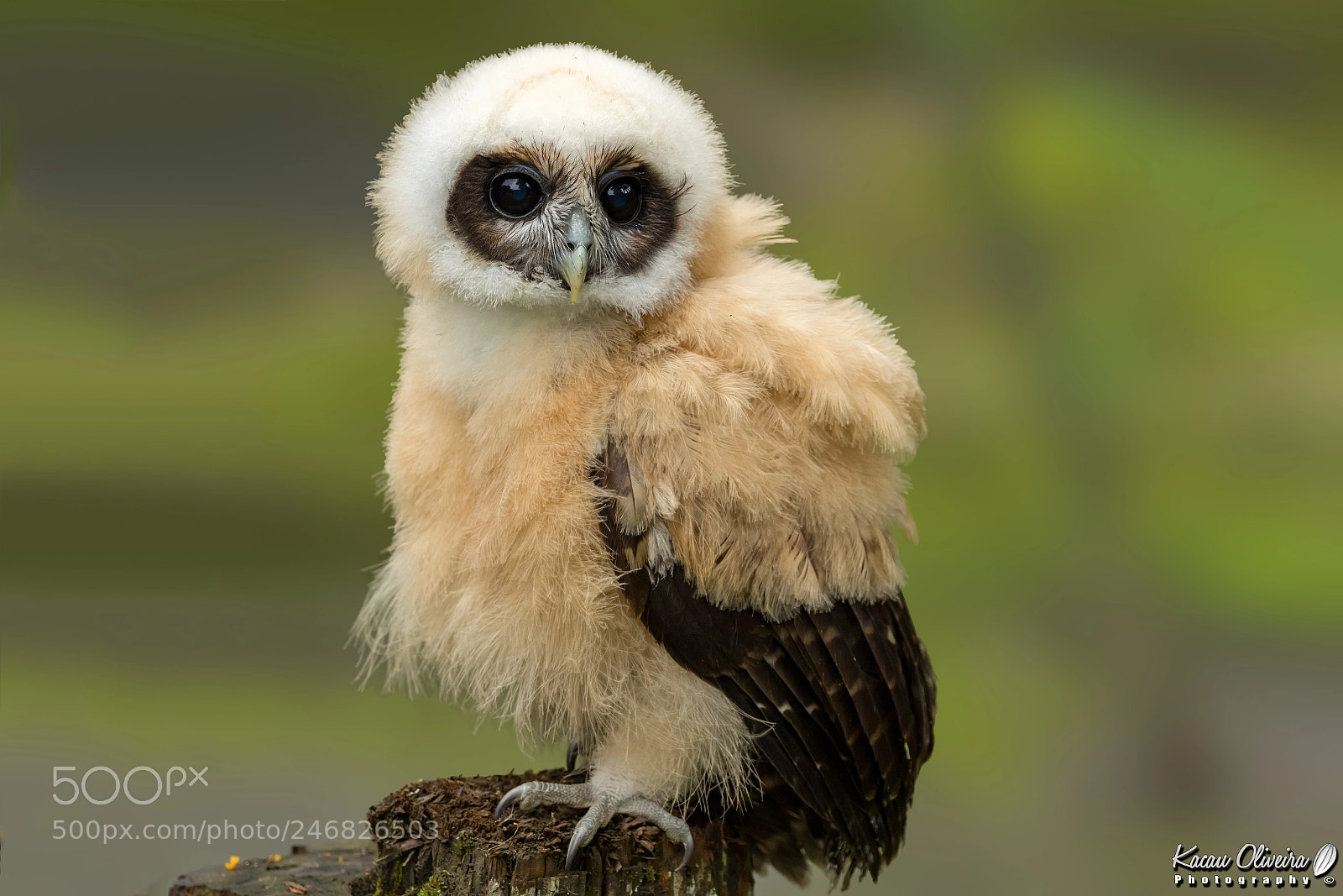 Canon EOS 7D Mark II sample photo. Tawny-browed owl photography