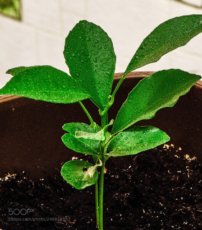 Nikon D810 sample photo. Untitled photography