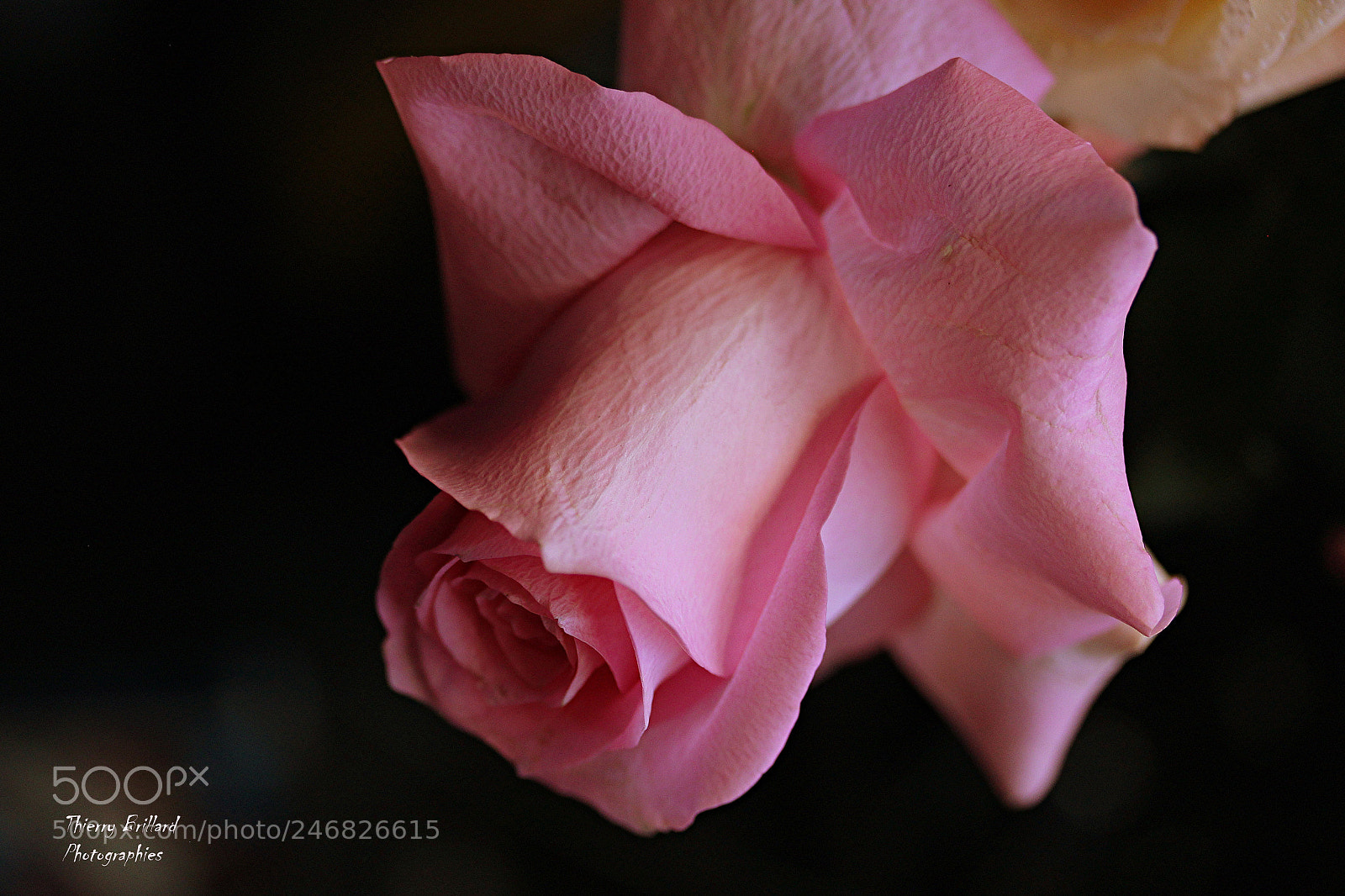 Canon EOS 600D (Rebel EOS T3i / EOS Kiss X5) sample photo. Pink rose photography