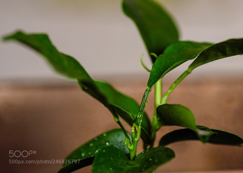 Nikon D810 sample photo. Untitled photography