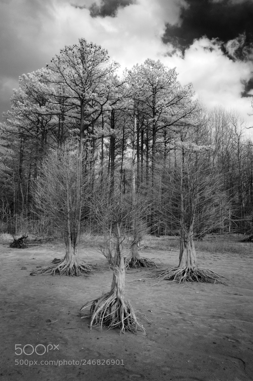 Nikon D70 sample photo. Cypress trees photography